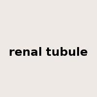 renal tubule是什么意思