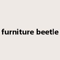 furniture beetle是什么意思