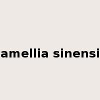 camellia sinensis是什么意思