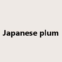 Japanese plum是什么意思