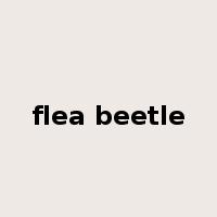 flea beetle是什么意思