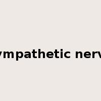 sympathetic nerve是什么意思