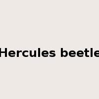 Hercules beetle是什么意思