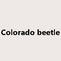 Colorado beetle是什么意思