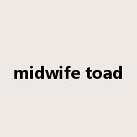 midwife toad是什么意思