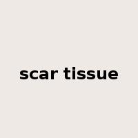 scar tissue是什么意思