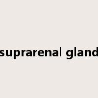 suprarenal gland是什么意思