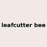 leafcutter bee是什么意思