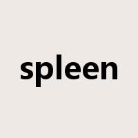 spleen是什么意思