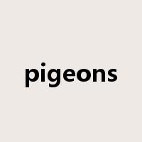pigeons是什么意思