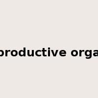 reproductive organs是什么意思