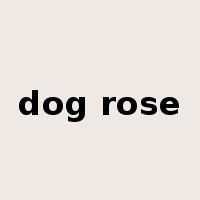 dog rose是什么意思