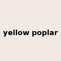 yellow poplar是什么意思