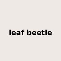leaf beetle是什么意思