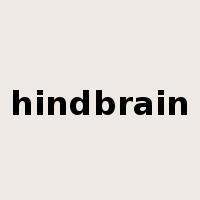 hindbrain是什么意思