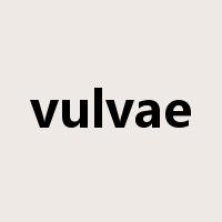 vulvae是什么意思
