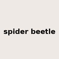 spider beetle是什么意思