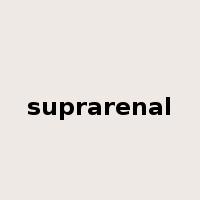 suprarenal是什么意思