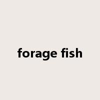 forage fish是什么意思