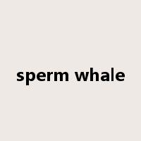 sperm whale是什么意思