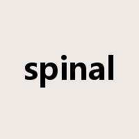 spinal是什么意思