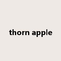 thorn apple是什么意思