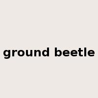 ground beetle是什么意思