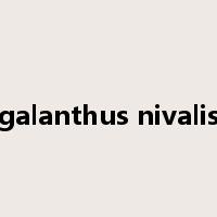 galanthus nivalis是什么意思