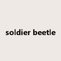soldier beetle是什么意思