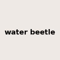 water beetle是什么意思