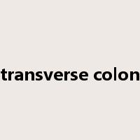 transverse colon是什么意思