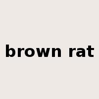 brown rat是什么意思