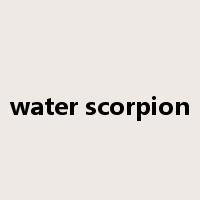 water scorpion是什么意思