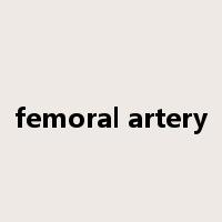 femoral artery是什么意思