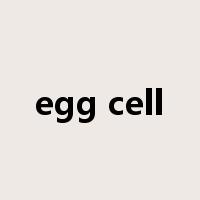 egg cell是什么意思