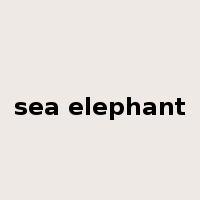 sea elephant是什么意思