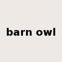 barn owl是什么意思