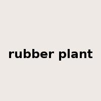 rubber plant是什么意思