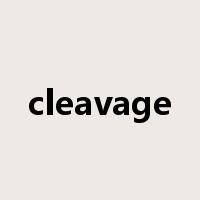 cleavage是什么意思