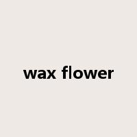 wax flower是什么意思