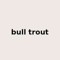 bull trout是什么意思