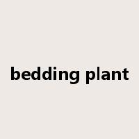 bedding plant是什么意思