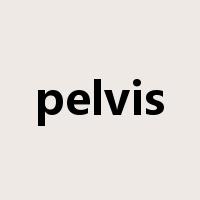 pelvis是什么意思