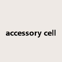 accessory cell是什么意思
