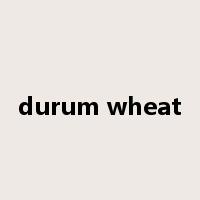 durum wheat是什么意思