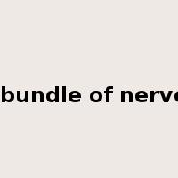 a bundle of nerves是什么意思