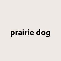 prairie dog是什么意思