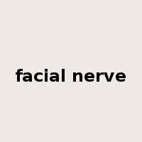 facial nerve是什么意思