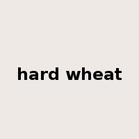 hard wheat是什么意思