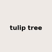 tulip tree是什么意思
